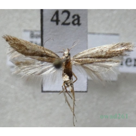 Mirificarma mulinella (Zeller, 1839) Czech42a